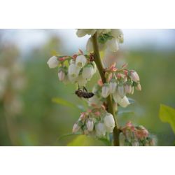 Pszczoła miodna na kwiatach odmiany Bluecrop - dsc_7629.jpg