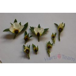 Uszkodzenia mrozowe kwiatów na odmianie 'Asia' - odmiana__asia_.jpg